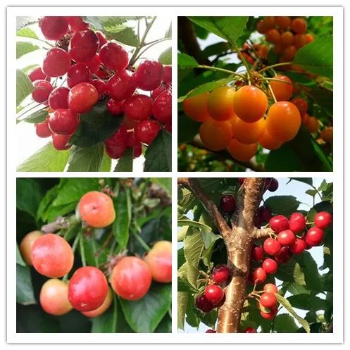 永利·yl(中国集团)有限公司官网